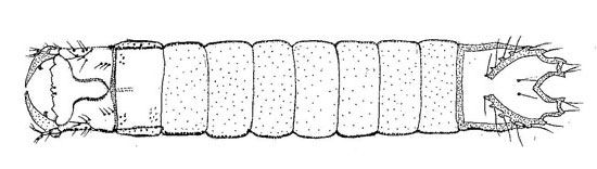 Figure 2. Mature larva. Head is to the left, 'V' shaped caudal notch is to the right.