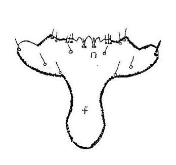 Figure 3. Frons of mature larva.
