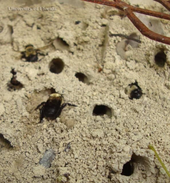 Figure 1. Nesting area of the miner bee, Anthophora abrupta Say, with at least three females visible.