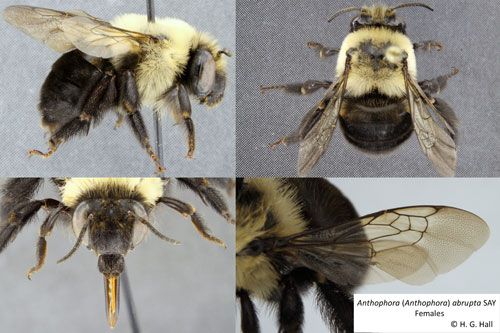 Figure 3. Adult female Anthophora abrupta Say, a miner bee.