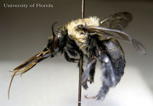 Figure 4. Adult female Anthophora abrupta Say, a miner bee.