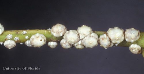 Figure 1. Adult Florida wax scales, Ceroplastes floridensis Comstock. A few nymphs are visible at the left.