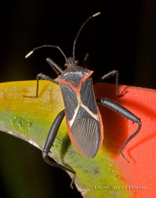 Figure 2. Adult heliconia bug, Leptoscelis tricolor Westwood, feeding on the inflorescence of a Heliconia sp. in Costa Rica.