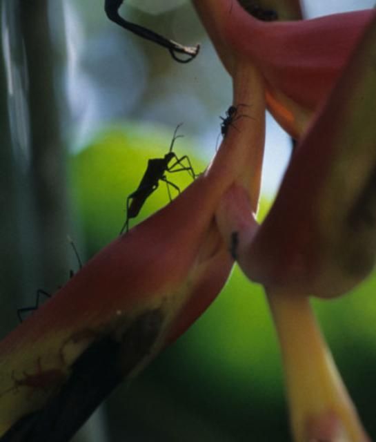 Figure 1. Adult heliconia bug, Leptoscelis tricolor Westwood, feeding on Heliconia platystachys on Barro Colorado Island, Panama.