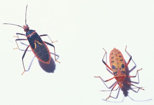 Figure 3. Two fifth instar nymphs of the heliconia bug, Leptoscelis tricolor Westwood, showing variation in color.