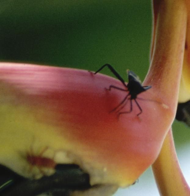 Figure 5. Adult (upper right) and nymph (red insect, lower left) heliconia bugs, Leptoscelis tricolor Westwood, on Heliconia platystachys.