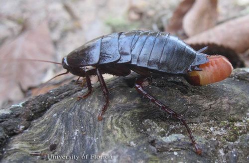 Figure 7. Ootheca as it is being formed by an adult female Florida woods cockroach, Eurycotis floridana (Walker).