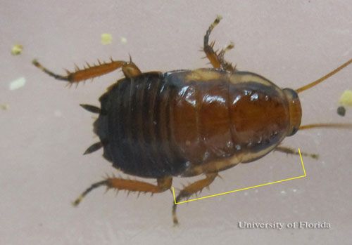 Figure 9. Nymph of the Florida woods cockroach, Eurycotis floridana (Walker), showing yellow margins on the pro-, meso-, and metanota.