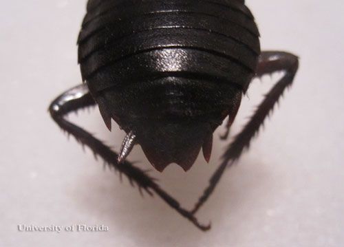 Figure 5. Close up of terminal sclerites located posteriorly; note the V notch on an adult felame Florida woods cockroach, Eurycotis floridana (Walker).