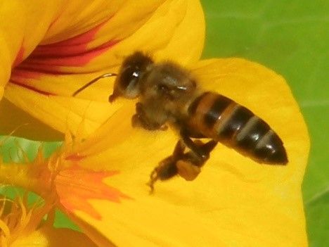 Figure 2. A female Cape honey bee collecting pollen and nectar on a flower in South Africa.