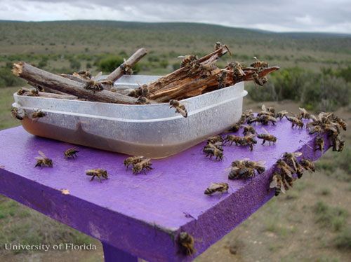 Figure 1. Cape honey bees at a feeding station in South Africa.