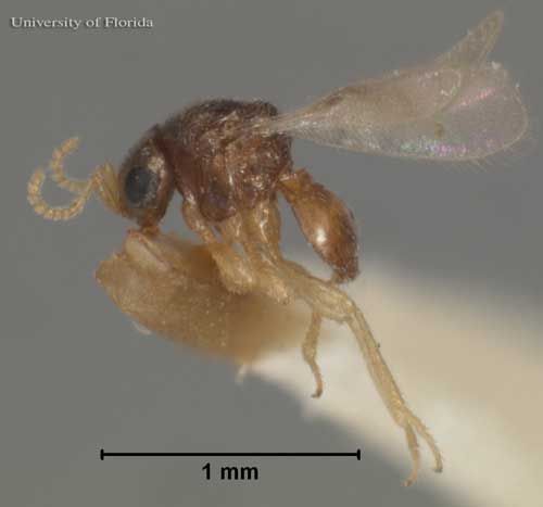 Figure 6. Adult male Baeus latrodecti Dozier, a parasitoid of the southern black widow,  Latrodectus mactans Fabricius.
