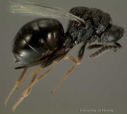 Figure 4. Adult female Philolema latrodecti (Fullaway), a parasitoid of the widow spiders in Latrodectus Walckenaer.