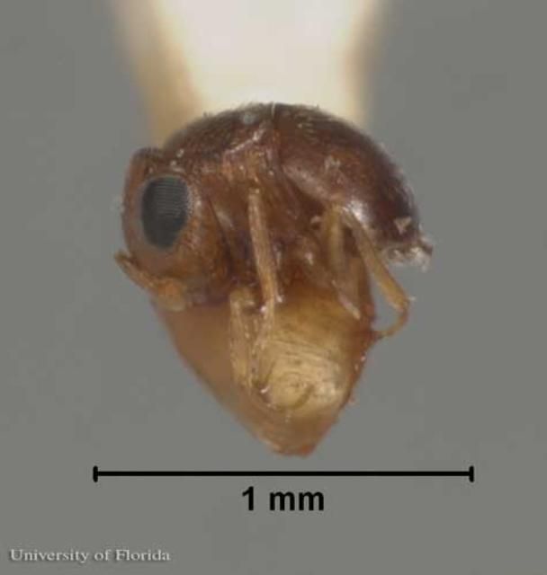 Figure 7. Adult female Baeus latrodecti Dozier, a parasitoid of the southern black widow, Latrodectus mactans Fabricius.