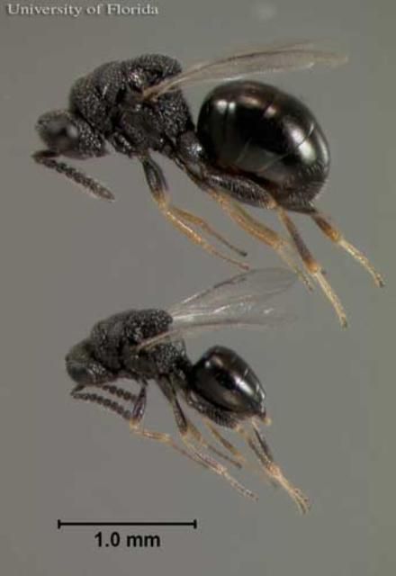Figure 5. Comparison of adult Philolema latrodecti (Fullaway),  a parasitoid of the widow spiders in Latrodectus Walckenaer.  The female is at top, with a male below her.