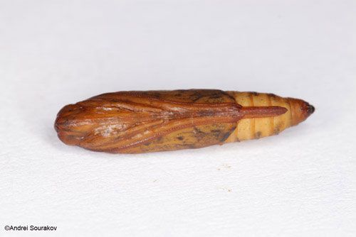 Figure 14. The pupa of Terastia meticulosalis Guenée, ventral view. Photographed in Gainesville, Florida.