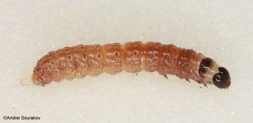 Figure 5. Second instar larva of Terastia meticulosalis Guenée. Photographed in Gainesville, Florida.