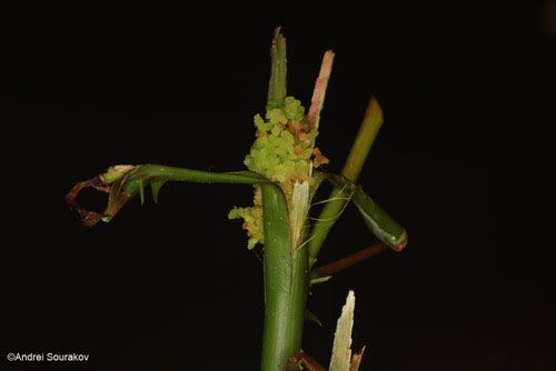 Figure 11. The larva of Terastia meticulosalis Guenée purges the hollow stem of Erythrina herbacea from frass by crawling backwards to the entrance when defecating. Photographed in Gainesville, Florida.