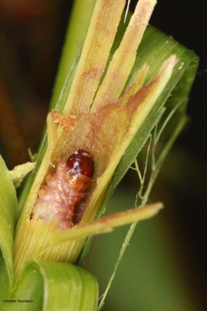 Figure 8. Mature larva of Terastia meticulosalis Guenée,hollowing the stem of Erythrina herbacea, Summer/Fallgenerations. Photographed in Gainesville, Florida.