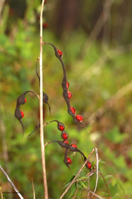 Figure 31. Coral bean, Erythrina herbacea, a hostplant of Terastia meticulosalis Guenée, as seen in August with pods open and seeds exposed. Photographed in Gainesville, Florida.