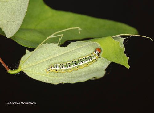 Figure 23. Dorsalk view of a mature larva, Summer generation, of Agathodes designalis Guenée feeding on leaves of Erythrina herbacea. Photographed in Gainesville, Florida.