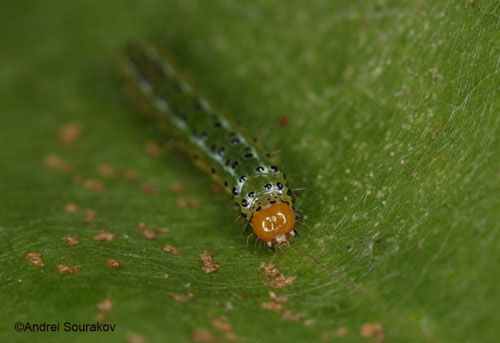 Figure 25. Frontal view of a mature larva, Summer generation, of Agathodes designalis Guenée feeding on leaves of Erythrina herbacea. Photographed in Gainesville, Florida.