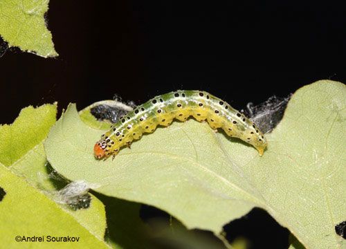 Figure 24. Lateral view of a mature larva, Summer generation, of Agathodes designalis Guenée feeding on leaves of Erythrina herbacea. Photographed in Gainesville, Florida.