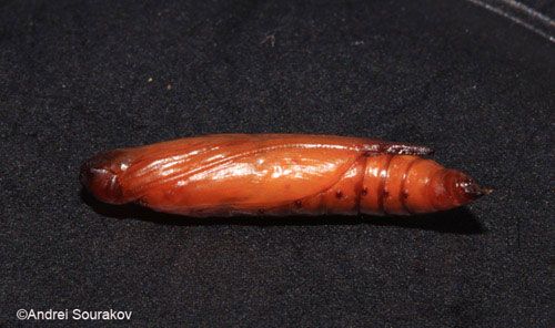 Figure 27. Lateral view of pupa of Agathodes designalis Guenée. Photographed in Gainesville, Florida.