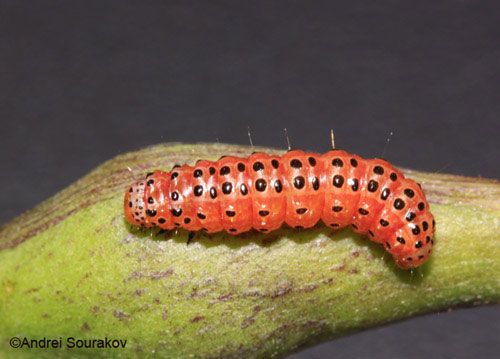 Figure 21. Prepupa, Spring generation, of Agathodes designalis Guenée changes color after feeding on the inflorescence of Erythrina herbacea. Photographed in Gainesville, Florida.