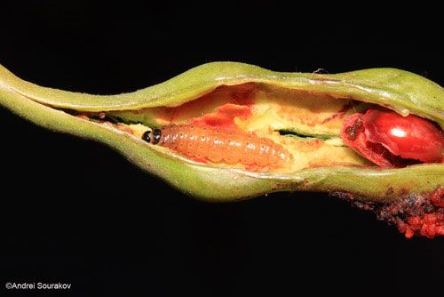 Figure 6. Third instar larva of Terastia meticulosalis Guenée, Spring generation. Photographed in Gainesville, Florida.