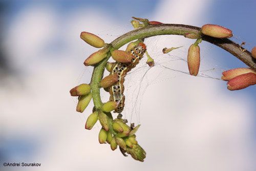 Figure 20. Mature larva, Spring generation, of Agathodes designalis Guenée feeding on the inflorescence of Erythrina herbacea. Photographed in Gainesville, Florida.