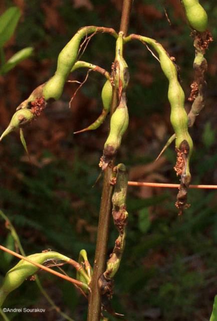 Figure 30. Coral bean, Erythrina herbacea, plant in late Spring (June) following an infestation, with pods hollowed by larvae of Terastia meticulosalis Guenée. Photographed in Gainesville, Florida.
