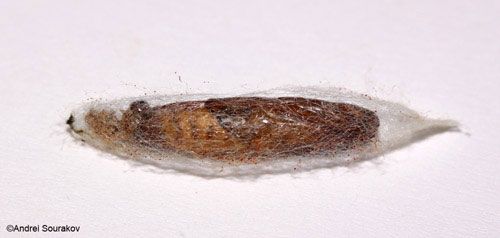 Figure 12. The pupa of Terastia meticulosalis Guenée inside its cocoon. Photographed in Gainesville, Florida.