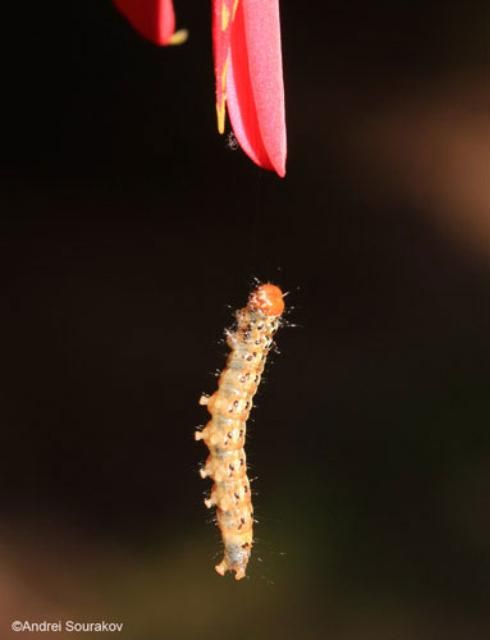 Figure 19. Mature larva, Spring generation, of Agathodes designalis Guenée suspends itself by a silk thread afrer falling off the host plant, Erythrina herbacea. Photographed in Gainesville, Florida.