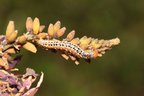 Figure 18. Mature larva, Spring generation, of Agathodes designalis Guenée feeding on the inflorescence of Erythrina herbacea. Photographed in Gainesville, Florida.