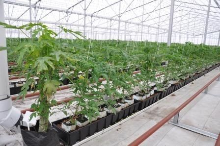 Figure 14. Papaya banker plant in tomato screenhouse. Papaya is a host for a whitefly species that does not attack horticultural crops. Whitefly parasitoids become established in whitefly on the papaya and are available to parasitize the silverleaf whitefly (Bemisia tabaci) attacking tomato.