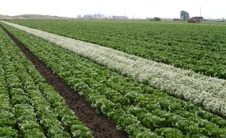 Figure 9. Alyssum intercropped with organic romaine on a farm in California. Alyssum provides floral resources for syrphid adults, which lay eggs on aphid-infested romaine. The syrphid larvae feed on aphids.