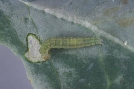 Figure 2b. Diamondback moth caterpillar (b).