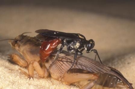 Figure 8. Larra bicolor attacking the tawny mole cricket, Scapteriscus vicinus.