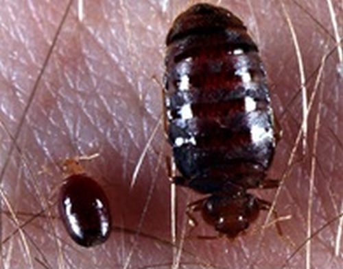 Figure 1. Engorged adult and nymphal bed bug.