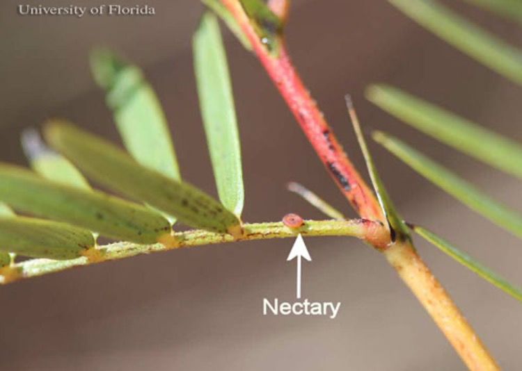 Figure 12. Yellow larva of the cloudless sulphur, Phoebis sennae (Linnaeus). The head is to the left.
