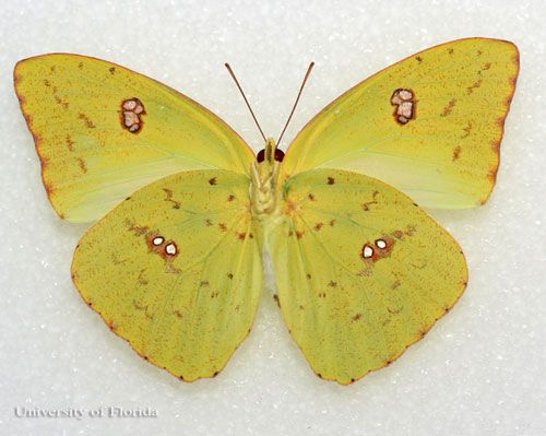Figure 12. Yellow larva of the cloudless sulphur, Phoebis sennae (Linnaeus). The head is to the left.