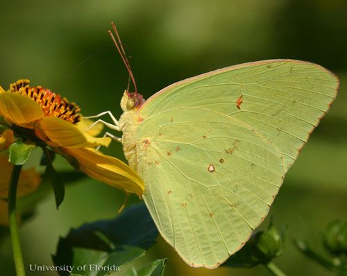 Figure 12. Yellow larva of the cloudless sulphur, Phoebis sennae (Linnaeus). The head is to the left.
