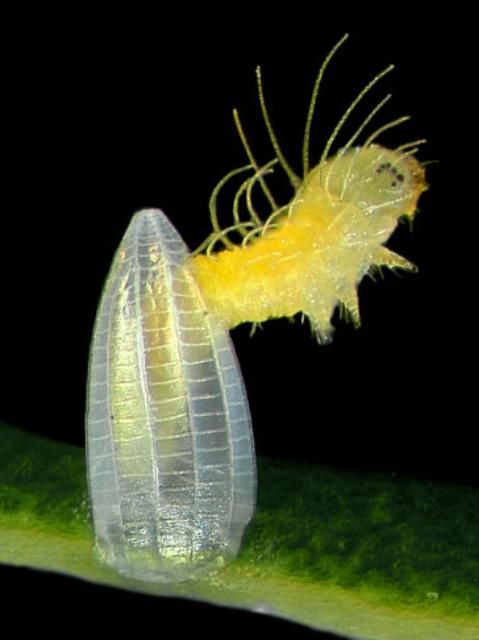 Figure 12. Yellow larva of the cloudless sulphur, Phoebis sennae (Linnaeus). The head is to the left.