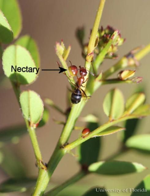 Figure 12. Yellow larva of the cloudless sulphur, Phoebis sennae (Linnaeus). The head is to the left.