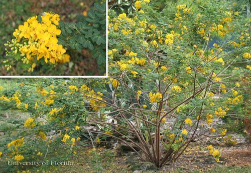 Figure 12. Yellow larva of the cloudless sulphur, Phoebis sennae (Linnaeus). The head is to the left.