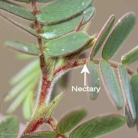 Figure 12. Yellow larva of the cloudless sulphur, Phoebis sennae (Linnaeus). The head is to the left.