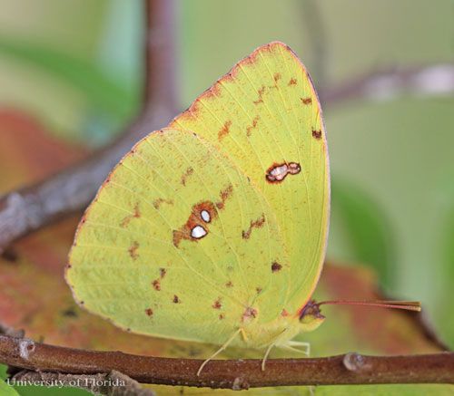 Figure 12. Yellow larva of the cloudless sulphur, Phoebis sennae (Linnaeus). The head is to the left.