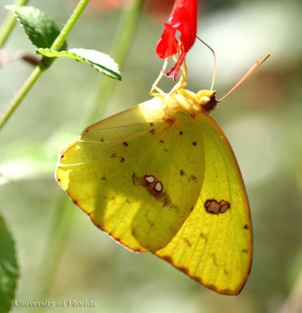 Figure 12. Yellow larva of the cloudless sulphur, Phoebis sennae (Linnaeus). The head is to the left.