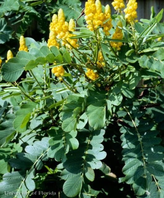 Figure 12. Yellow larva of the cloudless sulphur, Phoebis sennae (Linnaeus). The head is to the left.